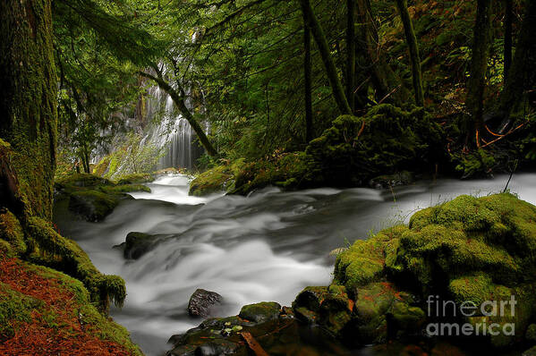 Amazing Poster featuring the photograph Panther Creek Falls by Nick Boren