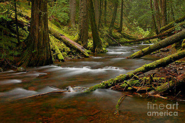 Panther Poster featuring the photograph Panther Creek Landscape by Nick Boren