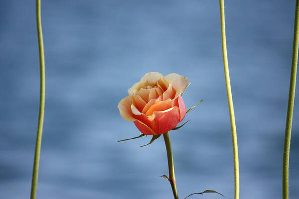 Roses Poster featuring the photograph Papaya's world by The Art Of Marilyn Ridoutt-Greene