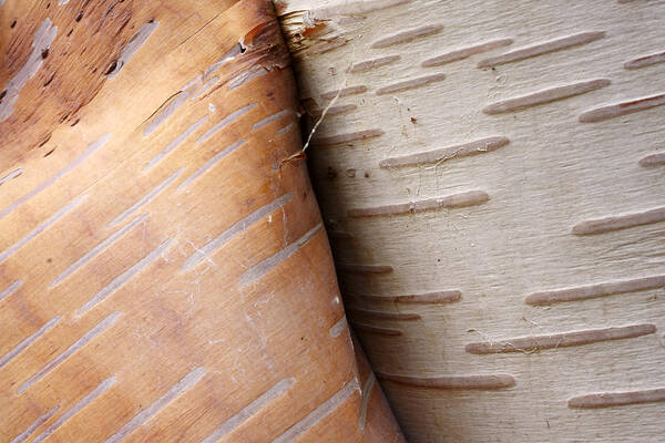 00420416 Poster featuring the photograph Paper Birch Bark by Scott Leslie