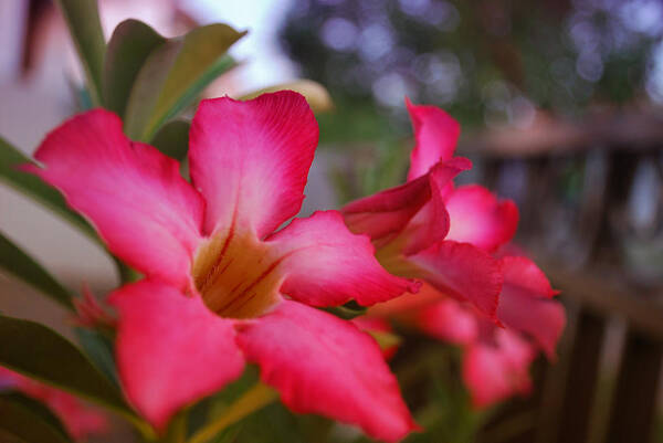 Flowers Poster featuring the photograph Tropical Paradise Garden by Miguel Winterpacht