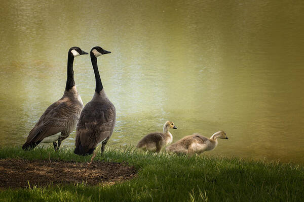 Geese Poster featuring the photograph Parents by Janis Knight