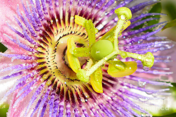 Passiflora Poster featuring the photograph Passiflora The Passion Flower by Olga Hamilton