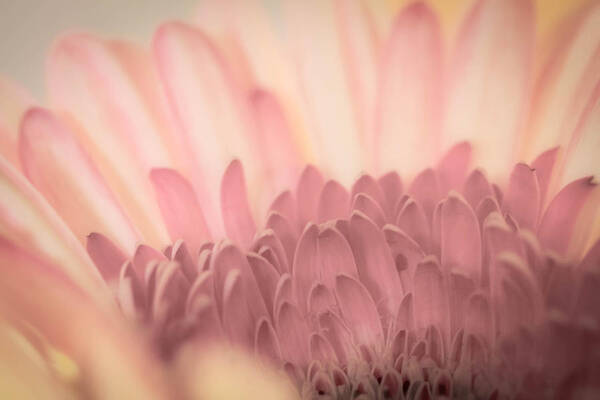 Pastel Poster featuring the photograph Pastel Petals by Roger Mullenhour