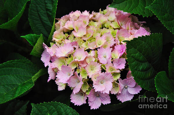 Photography Poster featuring the photograph Pastel Pink Hydrangea by Kaye Menner