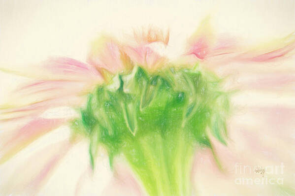 Zinnia Poster featuring the photograph Pastel Pink Zinnia by Lois Bryan