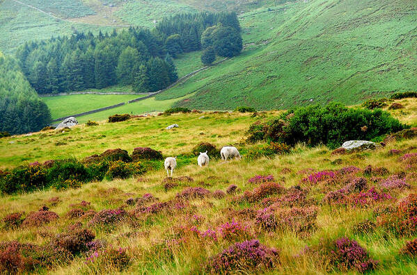 Jenny Rainbow Fine Art Photography Poster featuring the photograph Pastoral Scene. Wicklow. Ireland by Jenny Rainbow