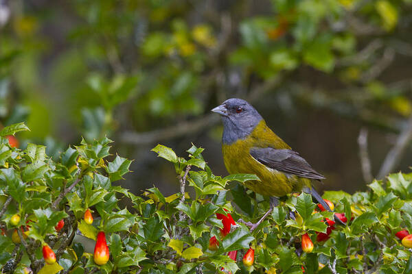 Animal Poster featuring the photograph Patagonian Sierra Finch by Tim Grams