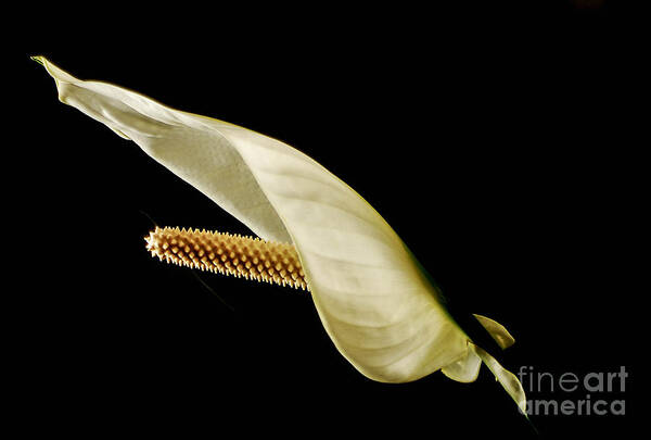 Spathiphyllum Wallisii Poster featuring the photograph PeACE 2 by Angela J Wright