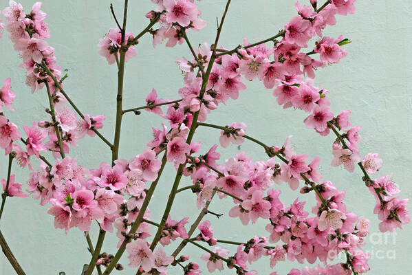 Tree Poster featuring the photograph Peach Blossom 1 by Rod Jones