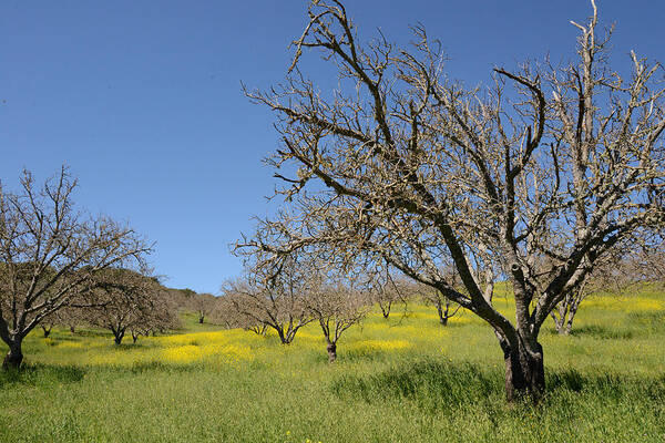 Central California Poster featuring the photograph Peachy Canyon Orchard by Sandy Fisher