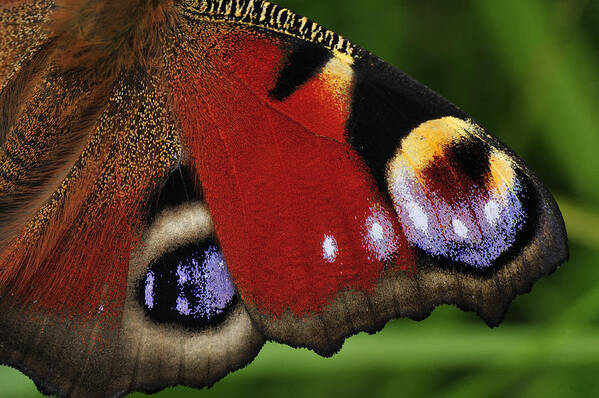 Feb0514 Poster featuring the photograph Peacock Butterfly Wing Detail by Thomas Marent