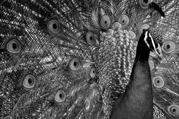 Nature Poster featuring the photograph Peacock BW by Ron White