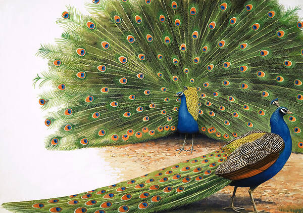Peacock Poster featuring the painting Peacocks by RB Davis