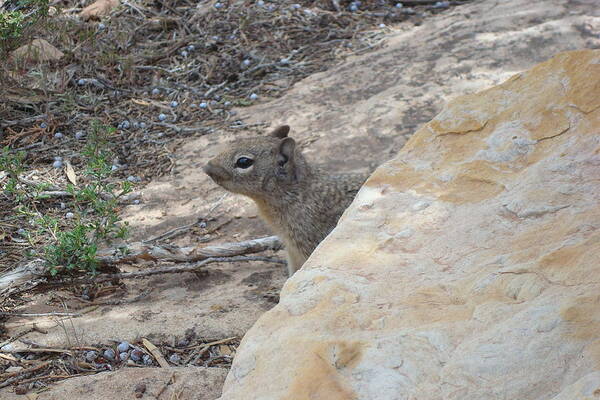 Ground Squirrel Poster featuring the photograph Peek-a-Boo by Susan Woodward