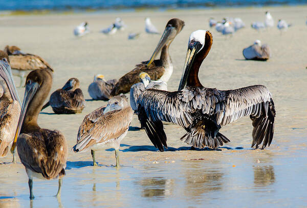 Pelican Poster featuring the photograph Pelican Drying by Tammy Ray