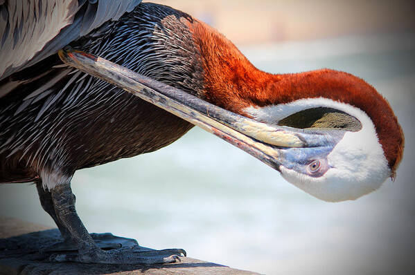 Pelican Poster featuring the photograph Pelican Itch by Cynthia Guinn