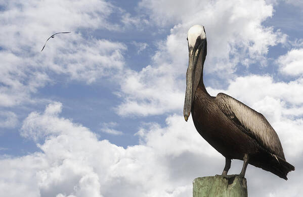 Pelican Photographs Poster featuring the photograph Pelican On A Piling 2 by Phil Mancuso