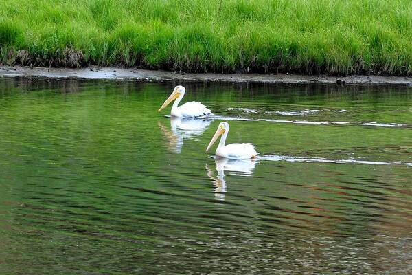 Colorado Poster featuring the photograph Pelican Reflections by Marilyn Burton