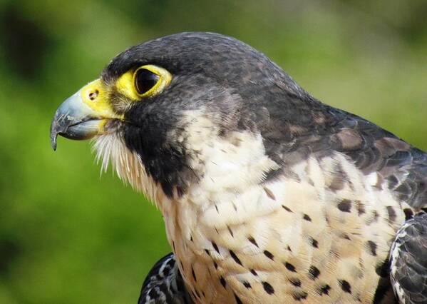 Bird Poster featuring the photograph Peregrine Falcon by Cynthia Guinn