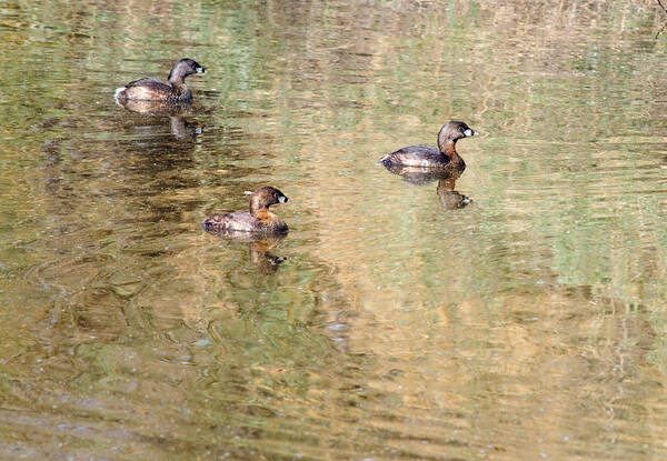 Pied-billed Grebes Poster featuring the photograph Pied-billed Grebes by Tam Ryan