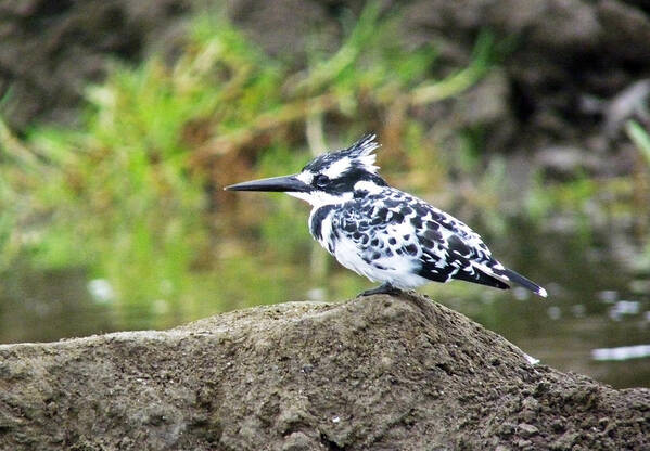 Pied Kingfisher Poster featuring the photograph Pied Kingfisher by Tony Murtagh