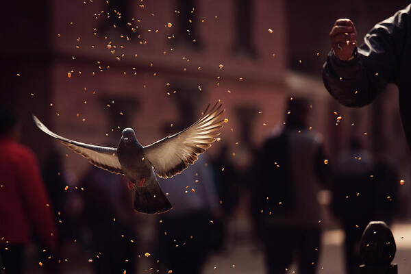 Street Poster featuring the photograph Pigeons In Patan Square, Kathmandu-nepal by Dan Mirica
