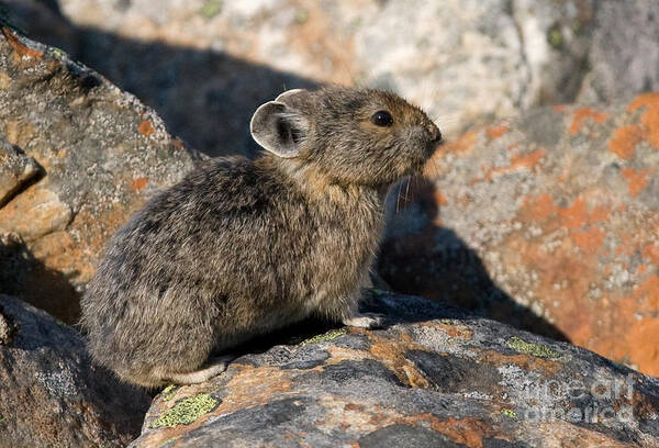 Nature Poster featuring the photograph Pika and Lichen by Chris Scroggins