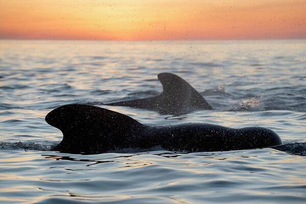 Nobody Poster featuring the photograph Pilot Whales At Dawn by Christopher Swann