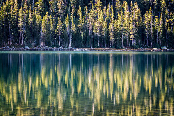 California Poster featuring the photograph Pines Reflected in Tenaya Lake by James Capo