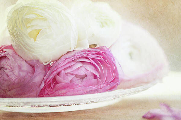 Petal Poster featuring the photograph Pink And White Ranunculus Flowers In by Isabelle Lafrance Photography