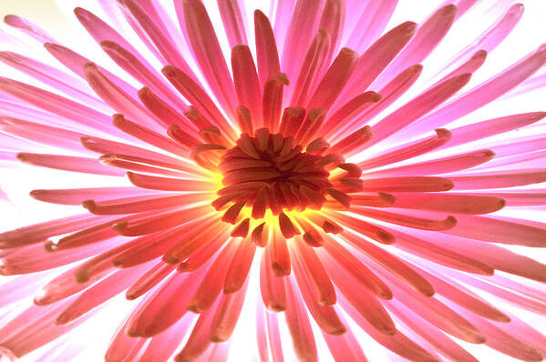Original Photo Poster featuring the photograph Pink Burst by Sherry Allen