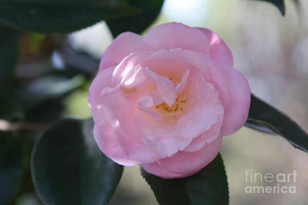 Flower Poster featuring the photograph Pink Camellia by Wendy Coulson