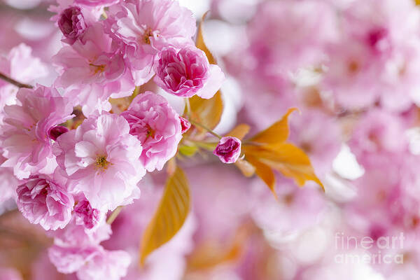 Cherry Poster featuring the photograph Pink cherry blossoms in spring orchard 2 by Elena Elisseeva