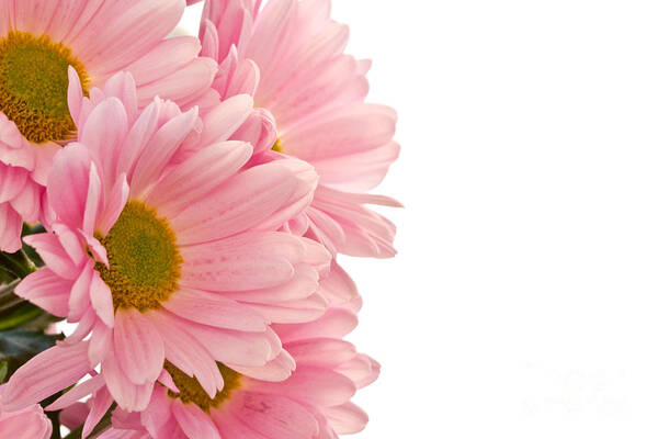 Pink Chrysanthemums Poster featuring the photograph Pink Chrysanthemums by Boon Mee