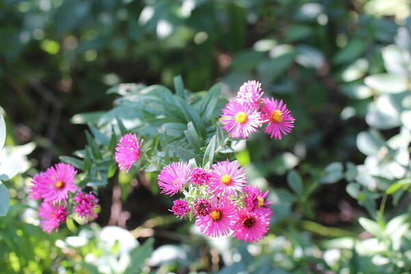 Pink Poster featuring the photograph Pink coneflower by Denise Cicchella