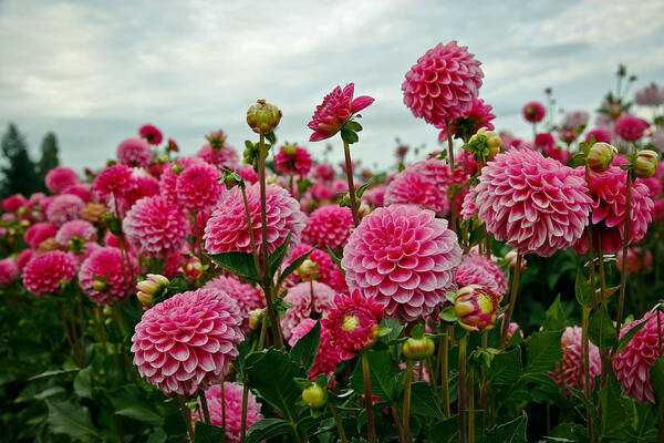Dahlia Poster featuring the photograph Pink Dahlia Field by Athena Mckinzie