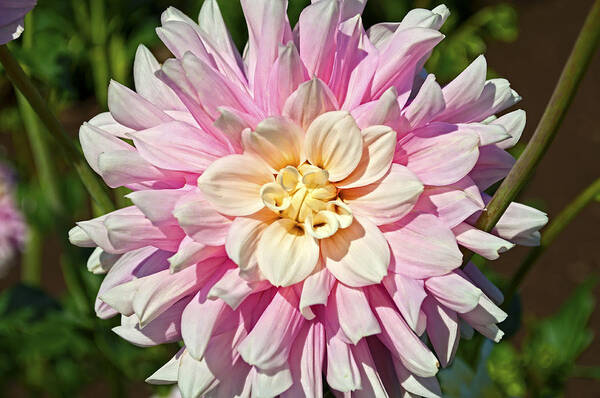 Pink Dahlia Flower Poster featuring the photograph Pink Dahlia Flower by Thomas J Rhodes