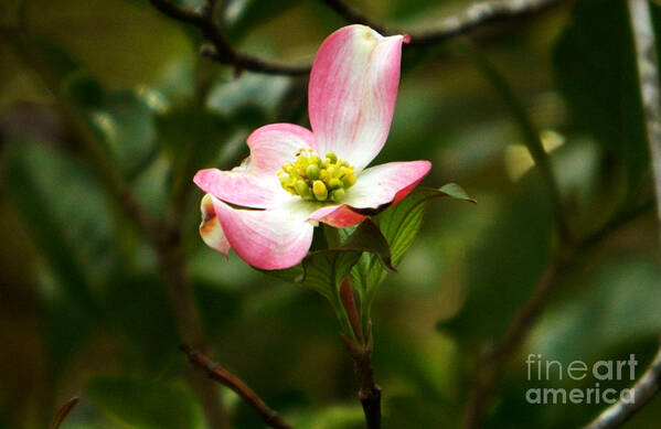 Dogwood Poster featuring the photograph Pink dogwood 2 by Andrea Anderegg