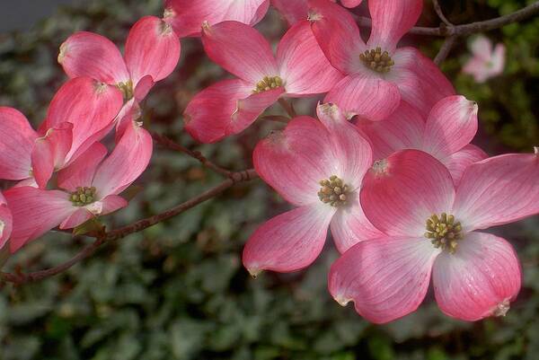 Pink Poster featuring the photograph Pink Dogwood Delight by Carolyn Jacob