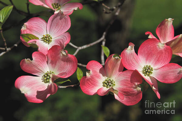 Pink Poster featuring the photograph Pink Dogwood by William Norton
