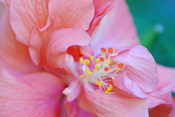 Floral Poster featuring the photograph Pink Flower Close Up by Diane Bell