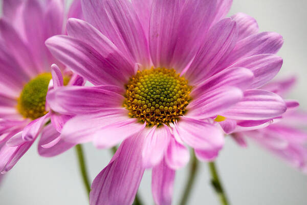 Pink Flower Poster featuring the photograph Pink flower by Susan Jensen