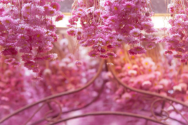 Flower Poster featuring the photograph Pink Helichrysum. Amsterdam Flower Market by Jenny Rainbow