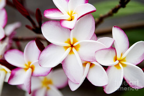 Pink Plumeria Poster featuring the photograph Pink Highlighted Plumeria by Thanh Tran