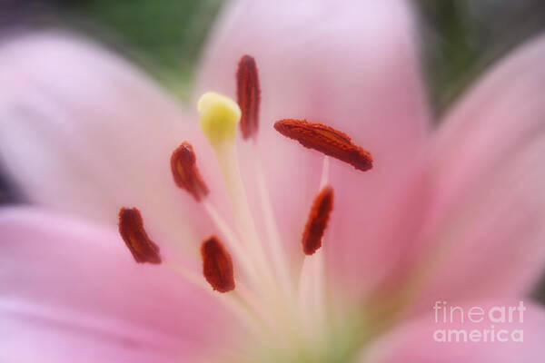Pink Poster featuring the photograph Pink Lily blooming by LHJB Photography