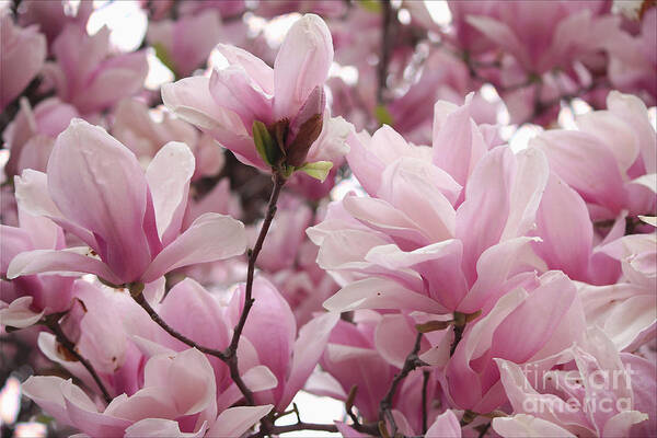 Magnolia Poster featuring the photograph Pink Magnolia Blossoms Washington DC by Luv Photography