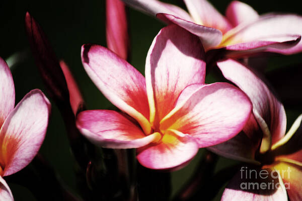 Plumeria Poster featuring the photograph Pink Plumeria by Angela DeFrias