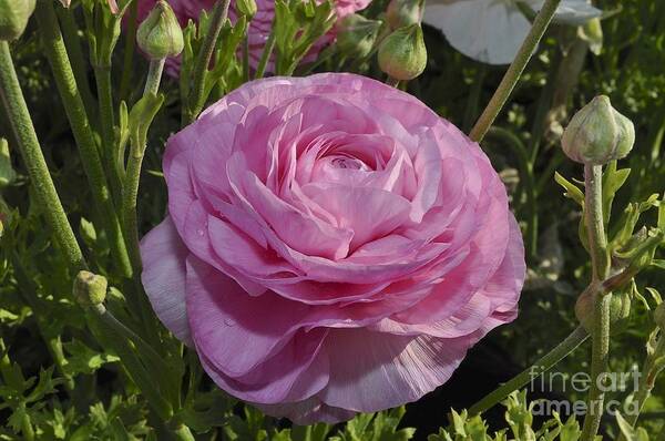 Pink Poster featuring the photograph Pink Ranunculus by Bridgette Gomes