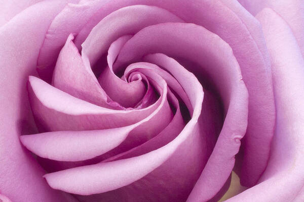 Pink Rose Closeup Poster featuring the photograph Pink Rose Folded To Perfection by Sandra Foster